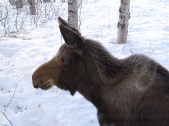 A Moose